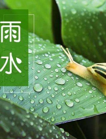 雨水节气唯美图片高清