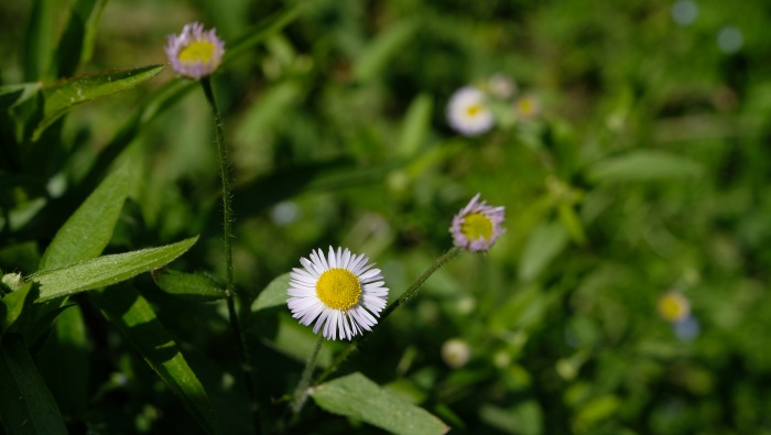 Quiet mountain forest, stream and small flowers picture desktop wallpaper