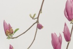 Magnolia flower photography HD desktop wallpaper