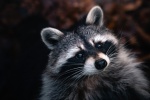 Cute little raccoon pictures