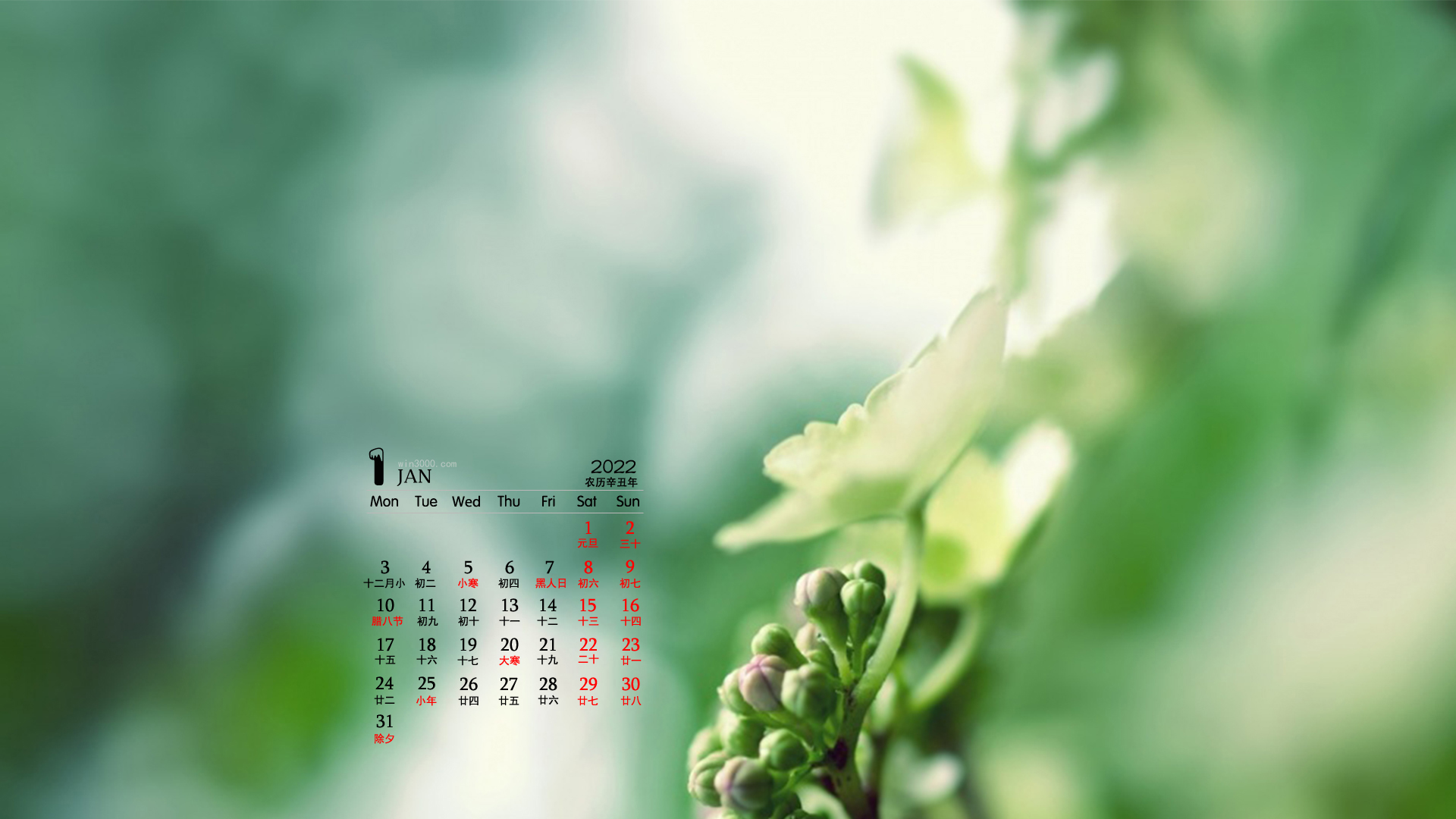 2022年1月花卉植物日历壁纸