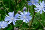 HD wild chicory pictures desktop wallpaper