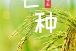 Mobile phone wallpaper of the twenty-four solar terms of Manzhong