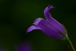 purple bellflower pictures