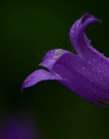 purple bellflower pictures