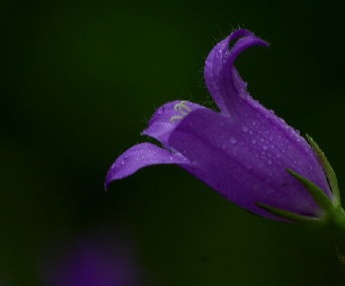 紫色風鈴草圖片