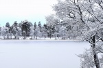 Beautiful winter snowy tree pictures desktop wallpaper