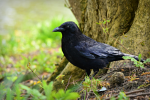 Picture of crow with jet black feathers
