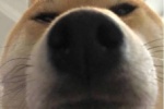 Big nose dog cute avatar