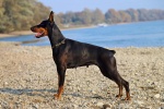 Doberman Pinscher Pictures Doberman Pinscher Pictures