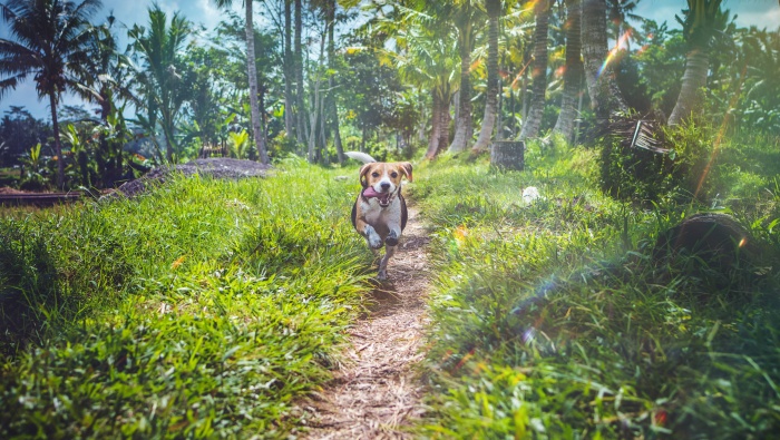 Running Migru Harrier Picture Wallpaper