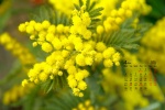April 2021 yellow flowers desktop calendar wallpaper