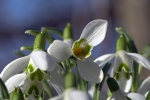 HD snowdrop pictures desktop wallpaper