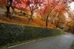 Beautiful golden autumn scenery wallpaper pictures
