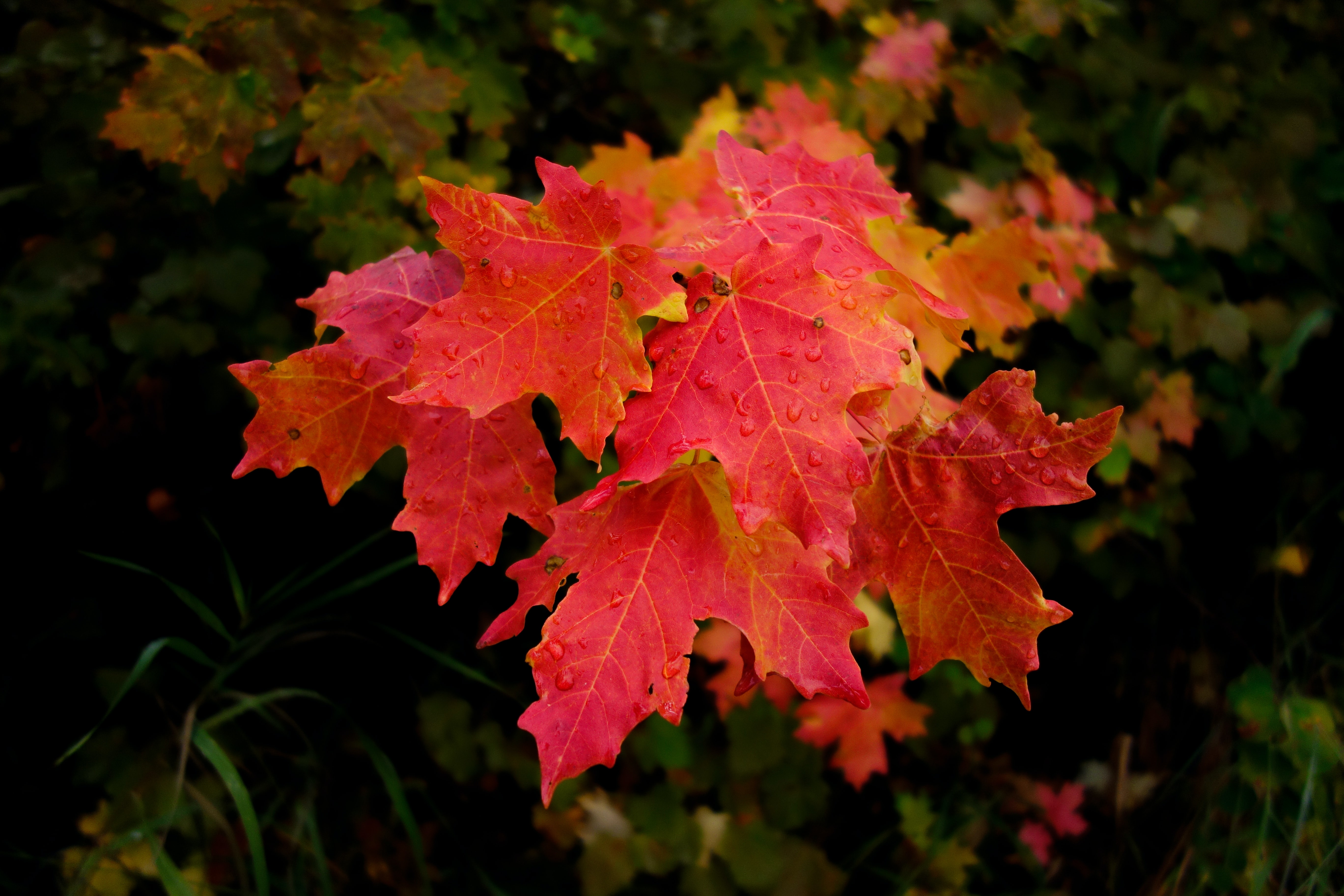 秋天红色的枫叶图片桌面壁纸