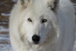 Pictures of healthy Arctic wolves