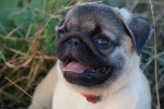 Cute and cute pug pictures
