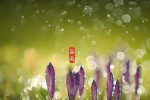 谷雨节气唯美高清图片桌面壁纸