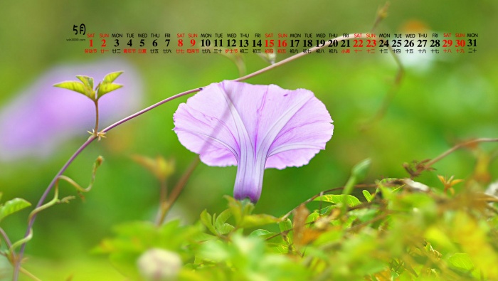 May 2021 Morning Glory Desktop Calendar Wallpaper