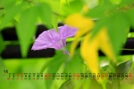 July 2021 Morning Glory Desktop Calendar Wallpaper