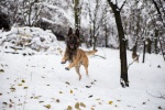 Belgian Malinois Dog Pictures