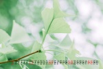 2021年8月公园花草树叶桌面日历壁纸