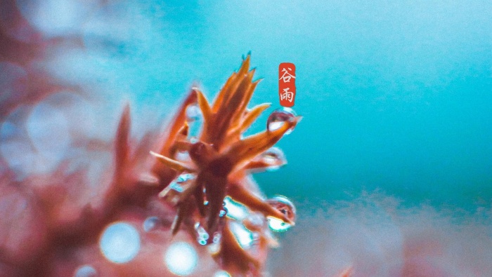穀雨節氣唯美高清圖片桌麵壁紙