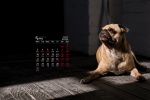 May 2021 cute pug desktop calendar wallpaper