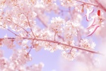 Chinese Valentine's Day cherry blossom scenery computer wallpaper pictures
