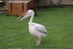 Big mouth white pelican picture
