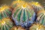 Thorny cactus pictures desktop wallpaper