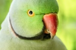 Cute red-collared green parrot pictures