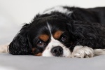 King Charles Spaniel Pictures