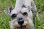 Cute and cute Schnauzer pictures