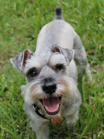 Cute and cute Schnauzer pictures