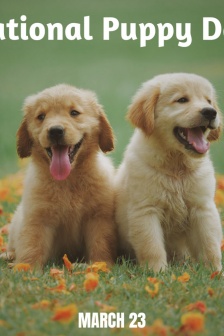 International Puppy Day Photo Gallery