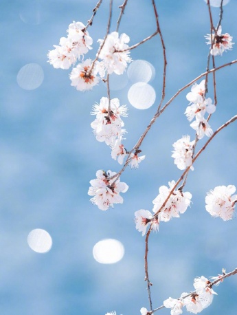 Pink peach blossom pictures mobile wallpaper