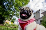 Cute and cute pug pictures