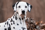 Dalmatian dog pictures