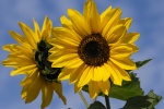 Golden sunflower pictures desktop wallpaper
