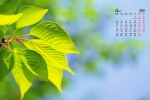 Eye-protecting green leaves HD calendar wallpaper for April 2022