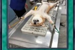 狗狗结扎手术卡牌表情包