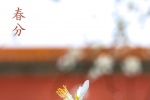 故宫春分高清壁纸