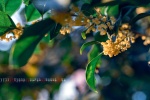 November 2021 eye-protecting osmanthus calendar wallpaper