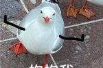 很熱門的海鳥帶字表情符號圖片
