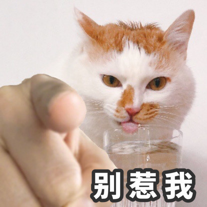 猫猫指人表情包