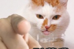 猫猫指人表情包