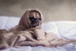 Cute pug pictures desktop wallpaper