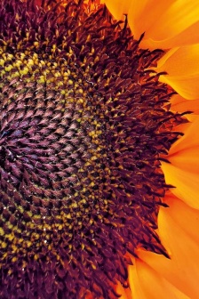 Apple announces winners of Macro Photography Contest