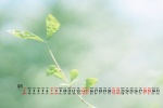 Elegant and fresh desktop calendar wallpaper for August 2021